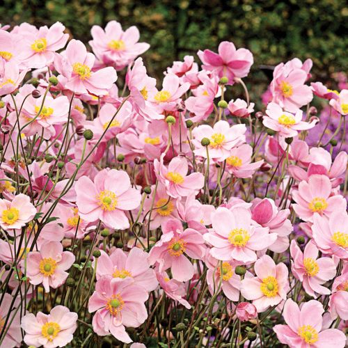 Zawilec japoński. Ogród w cieniu jak malowany