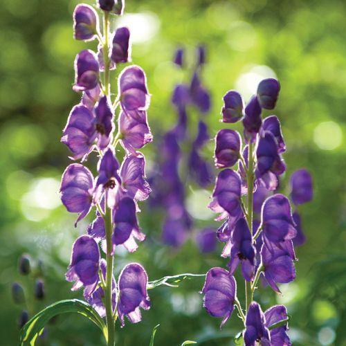 Ogród w cieniu jak malowany