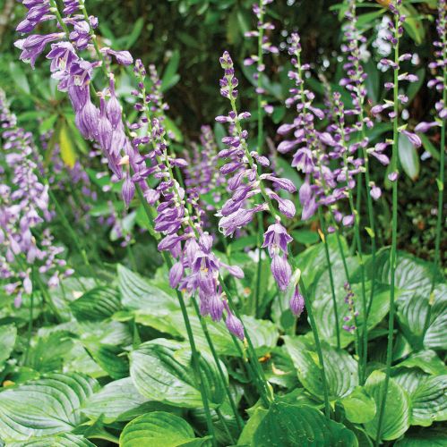 Ogród w cieniu jak malowany