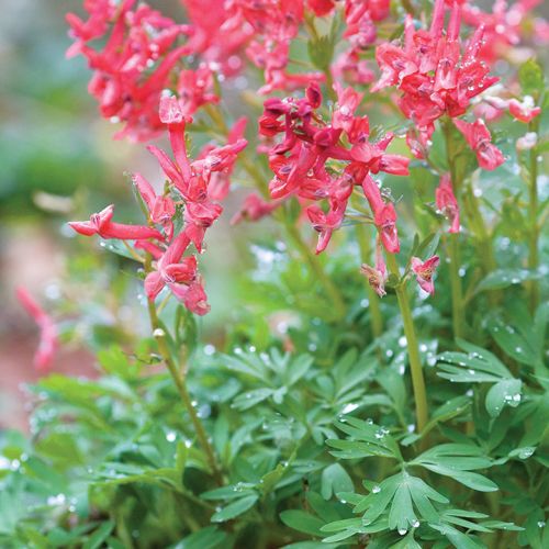 Ogród w cieniu jak malowany