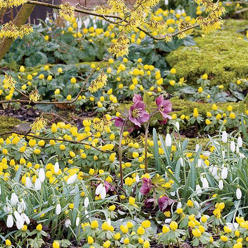 Białe kępki pzrebiśniegów najlepiej wyglądają na kolorowym tle. Dlatego w ich towarzystwie znalazły się błękitne