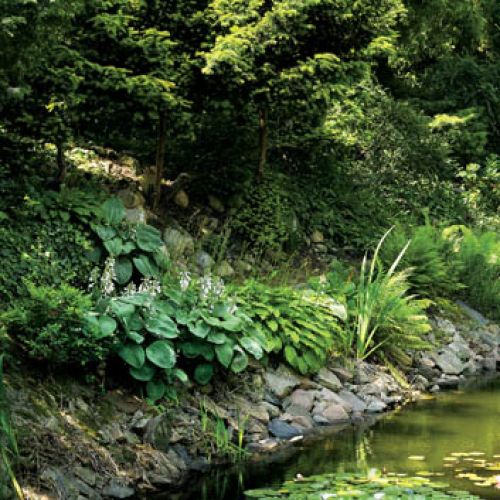 Brzegi porastają hosty i paprocie. Z romantycznym jeziorkiem