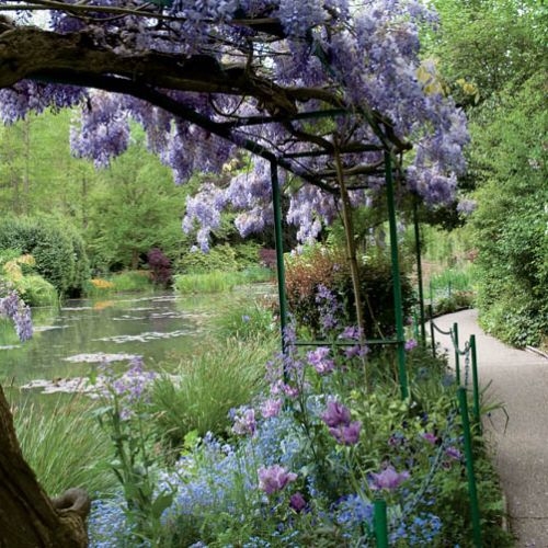 Bujna wisteria potrzebuje solidnej podpory