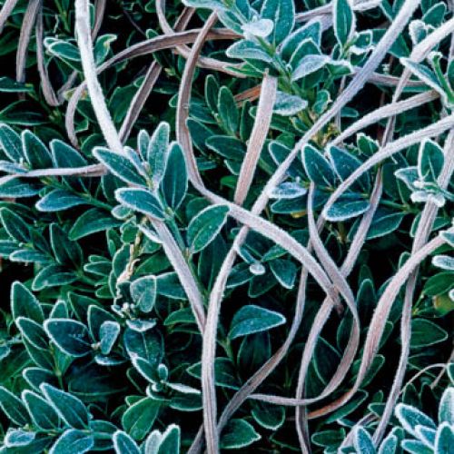 Bukszpan wiecznie zielony. Zimowe ligustry i bukszpany