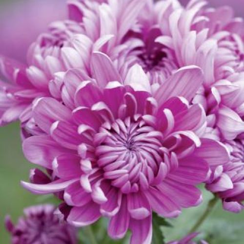 Złocień szklarniowy Bagley Rose. Chryzantema - kwiat cesarzy