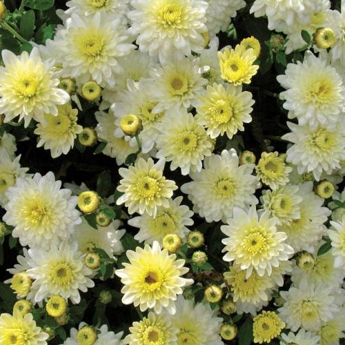 Chryzantema wielokwiatowa