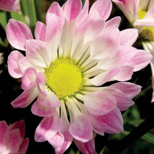 Złocień szklarniowy Coccineum. Chryzantema - kwiat cesarzy