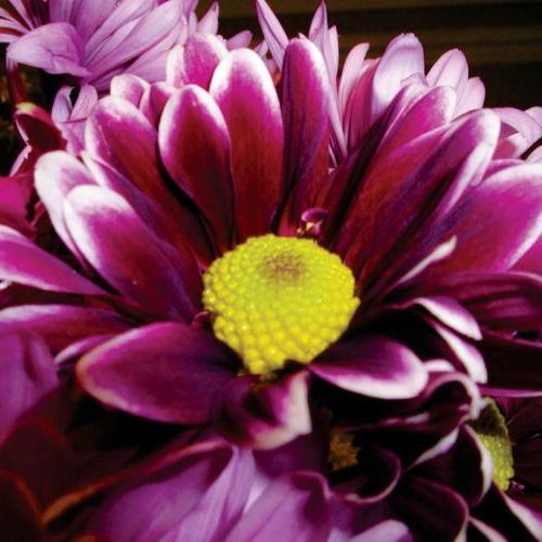 Chryzantema wielkokwiatowa, odmiana szklarniowa