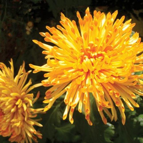 Złocień szklarniowy, kwiatostan igiełkowaty