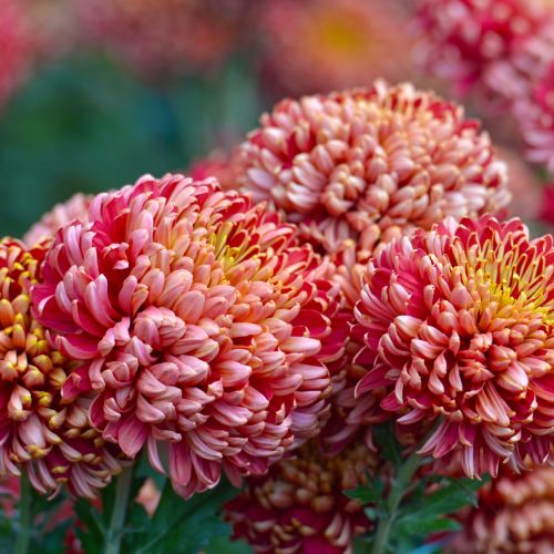 chryzantema złocień