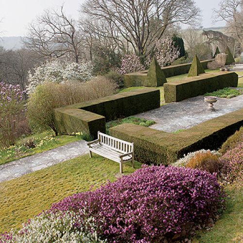 Cisowy żywopłot wyznacza granicę między dwoma poziomami ogrodu. Wokół kwitną wrzosy i żonkile.