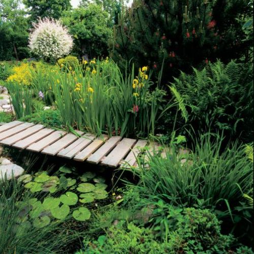 Czarna sosna może żyć nawet 500 lat.