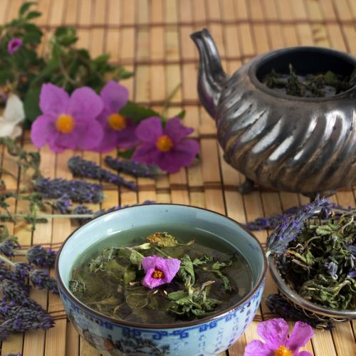 Czystek – właściwości i zastosowanie