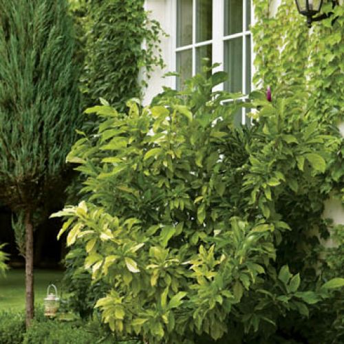 Dom tonie w zieleni. Podmiejski dom zmienia życie