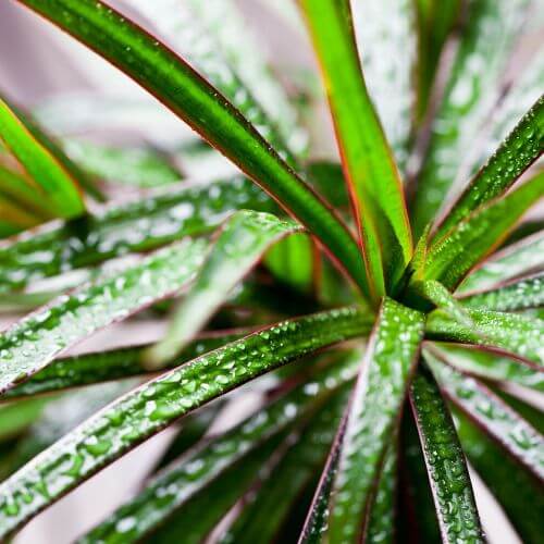 Dracena obrzeżona nazwę zawdzięcza kolorowym obrzeżeniom liści.