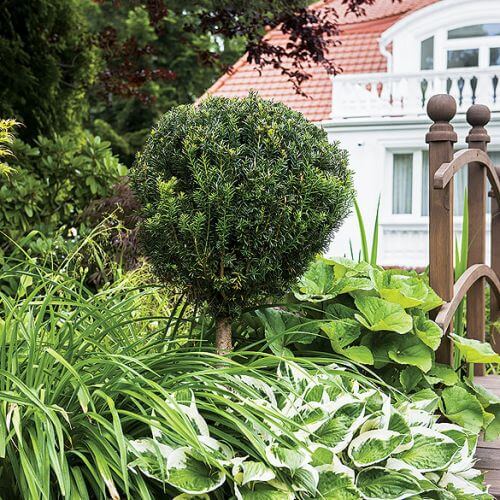 Drzewa, krzewy i małe rośliny ozdobne.