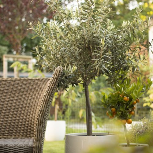 Oliwka - jak uprawiać drzewko oliwne?