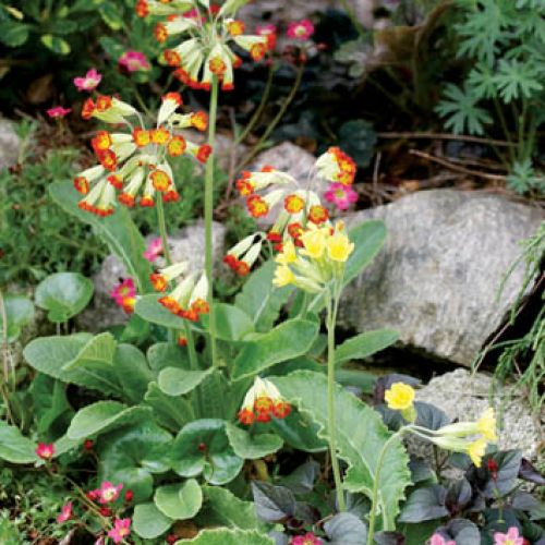 Dzięki prymulkom od razu zrobiło się radośniej.