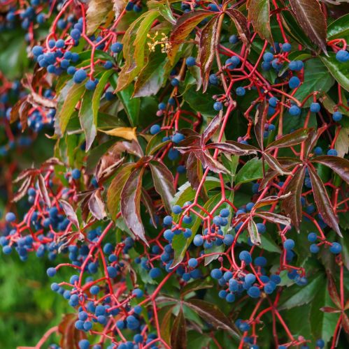liście i owoce dzikiego wina