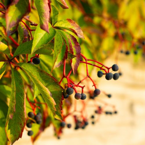 Dzikie wino znane tez jako winobluszcz