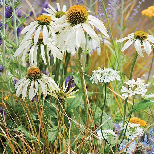 Echinacea White Swan