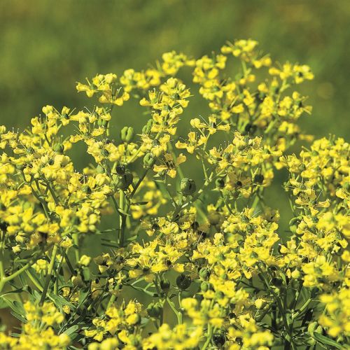 Eden, raj - co rosło w biblijnym ogrodzie?