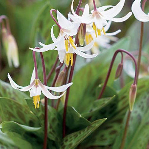 kiedy kwitną psizęby