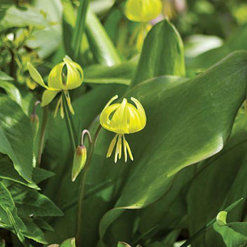 Erythronium Psiząb