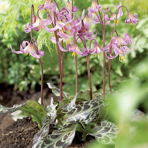 psiząb uprawa w ogrodzie