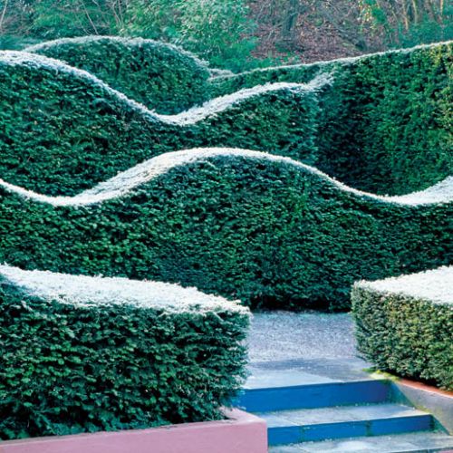 Fantazyjnie poprzycinane żywopłoty zdają się falować.