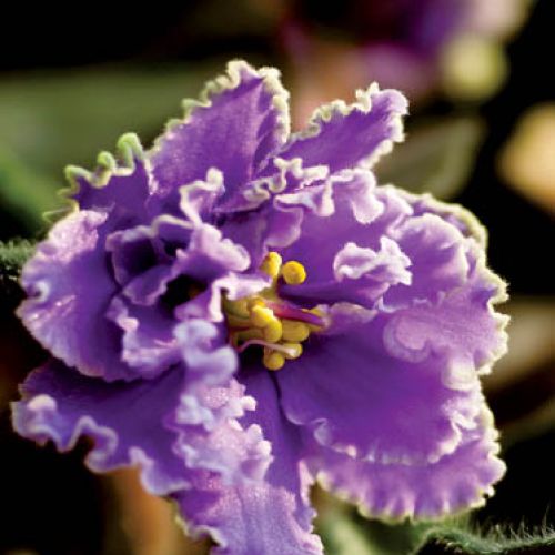 Fiołek afrykański. Fiołek z Afryki