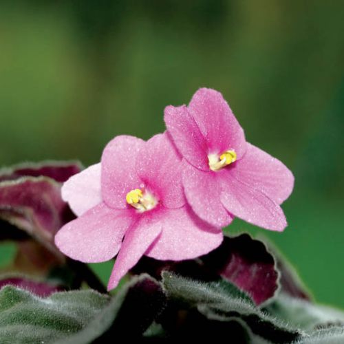 Fiołek afrykański z różowymi kwiatami.