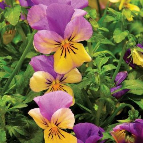 Fiołek trójbarwny bratek