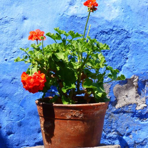 Pelargonia – bociani kwiat