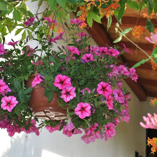 Surfinia – kwiat japońskiej inżynierii genetycznej