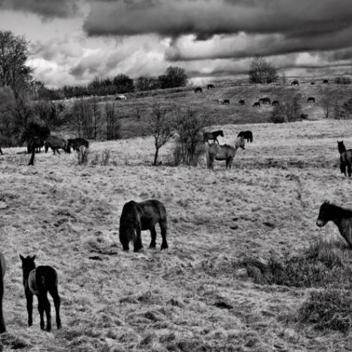 Fotografia Tomasza Tomaszewskiego. Sztuka patrzenia