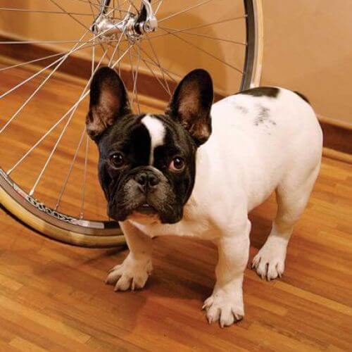Franek, francuski buldog. Kawalerka z fantazją