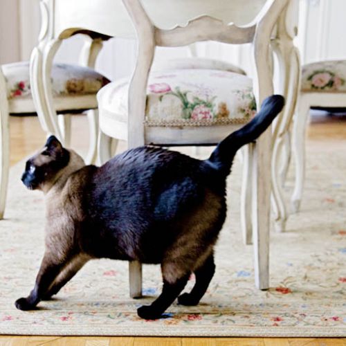 - Franek to taki kot-pies - śmieją się gospodarze.