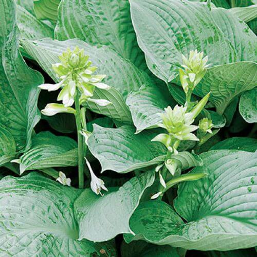 Funkia hosta