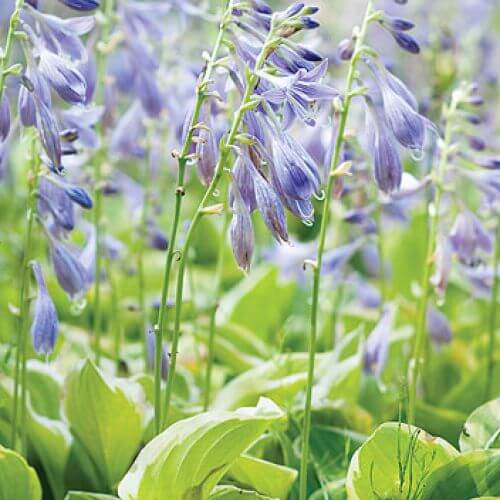 kwiaty hosta funkia