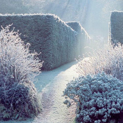 Gdy na listkach i gałązkach osadza się szron, ogród wygląda wprost baśniowo.