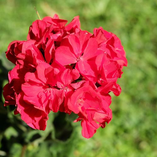 Pelargonia – bociani kwiat