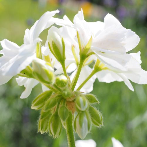 Pelargonia – bociani kwiat