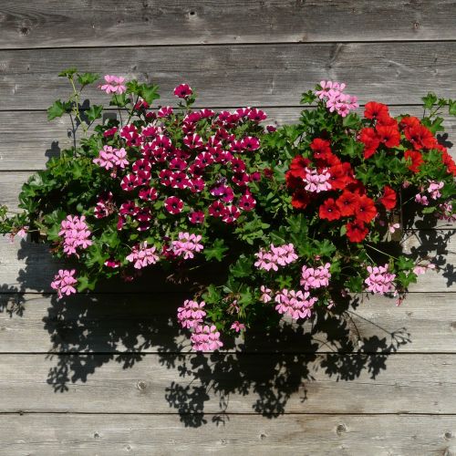 pelargonia zwisająca