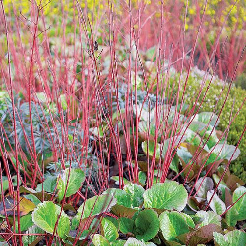 Gobelin zamiast trawnika - bergenia sercolista.