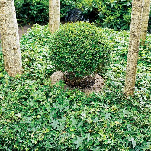 Gobelin zamiast trawnika - bluszcz pospolity.