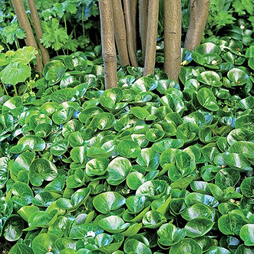 Gobelin zamiast trawnika - kopytnik pospolity.