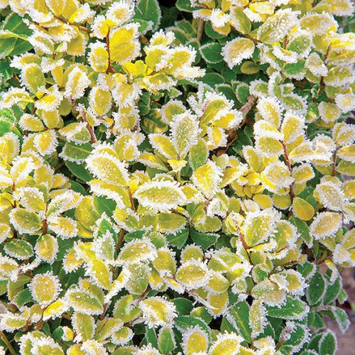 Gobelin zamiast trawnika - trzmielina.