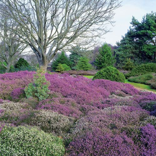 Gobelin zamiast trawnika - wrzosiec krwisty.