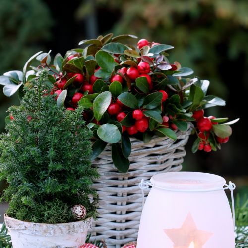 Dekoracje bożonarodzeniowe z golterią